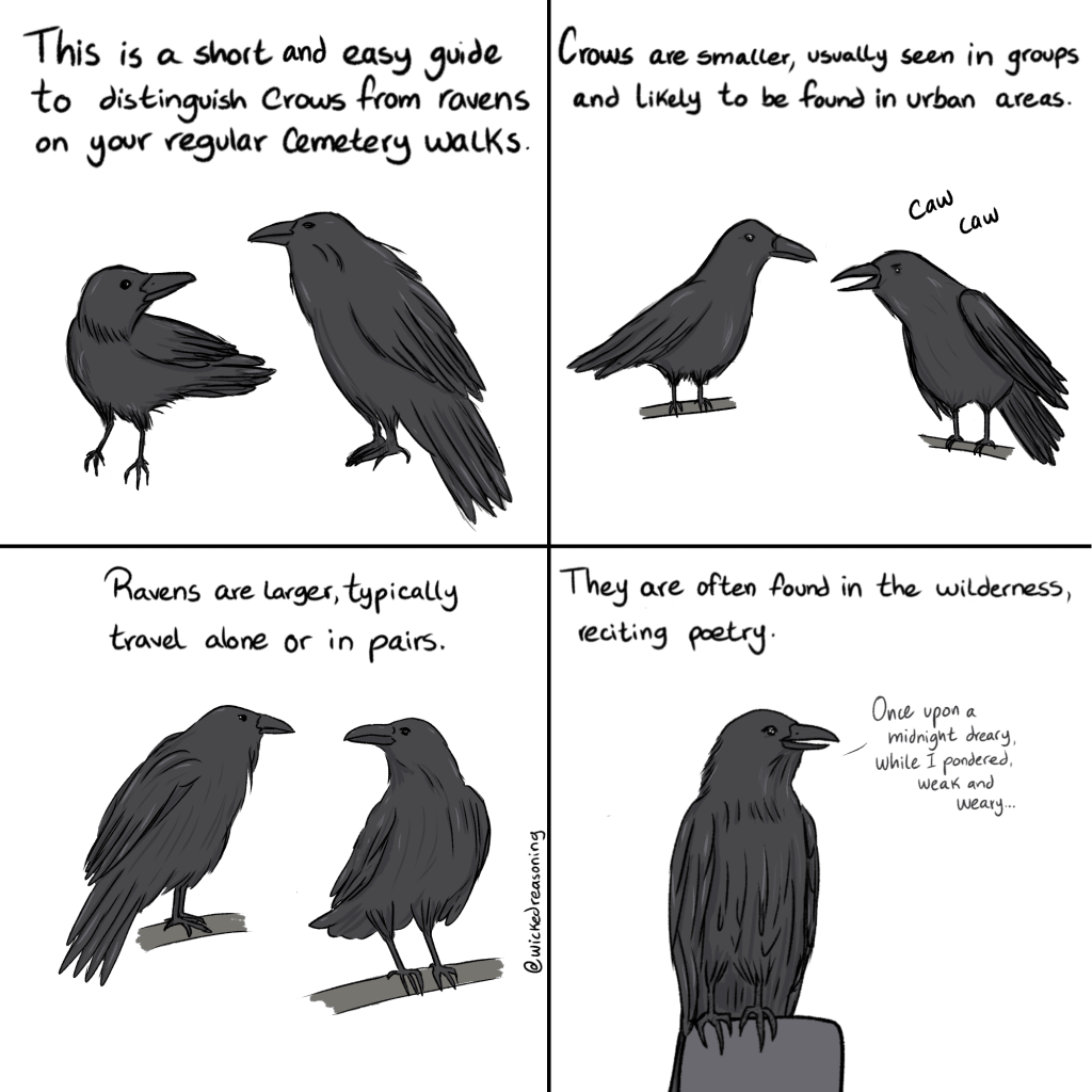 Crows vs Ravens